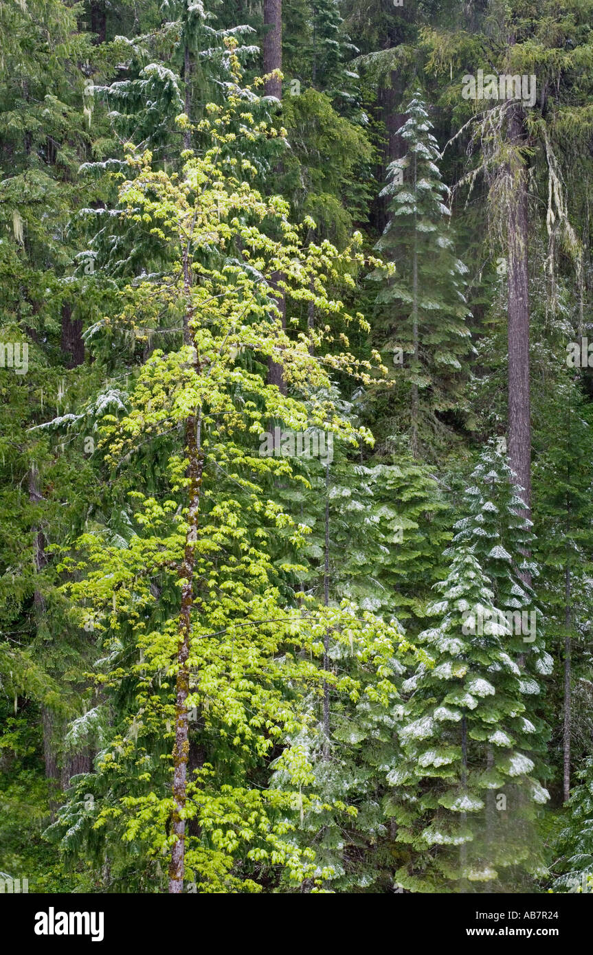 USA OREGON foresta mista con alberi di madrone, molla nevicata, Siskiyou National Forest ventosa superiore Creek Valley, Foto Stock