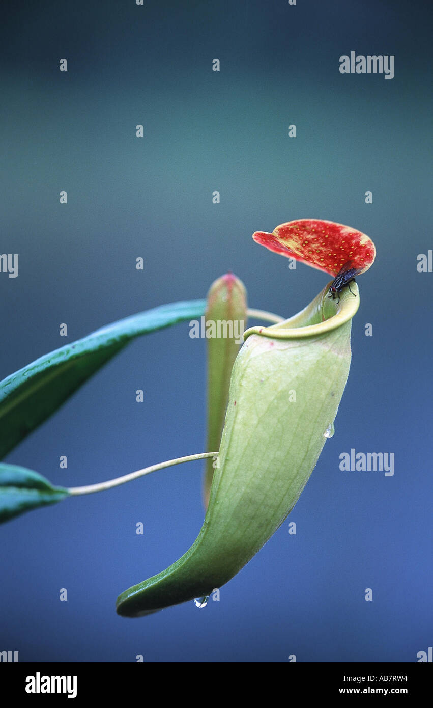 Madagascarian pianta brocca (Nepenthes madagascariensis), brocca con volare, Madagascar Foto Stock