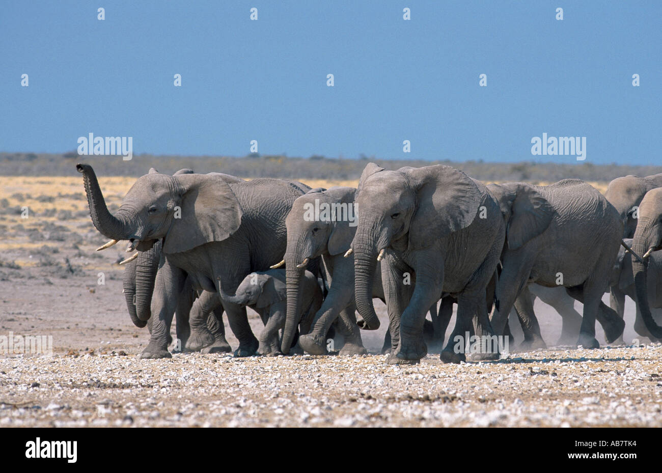 Elefante africano (Loxodonta africana), passeggiate allevamento, Namibia Foto Stock