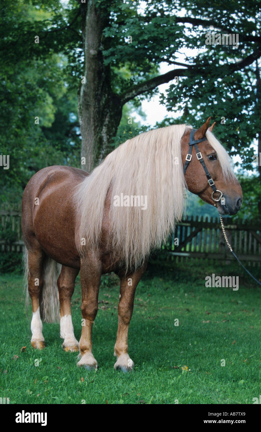 Sud coldblood tedesco (Equus przewalskii f. caballus), ritratto Foto Stock