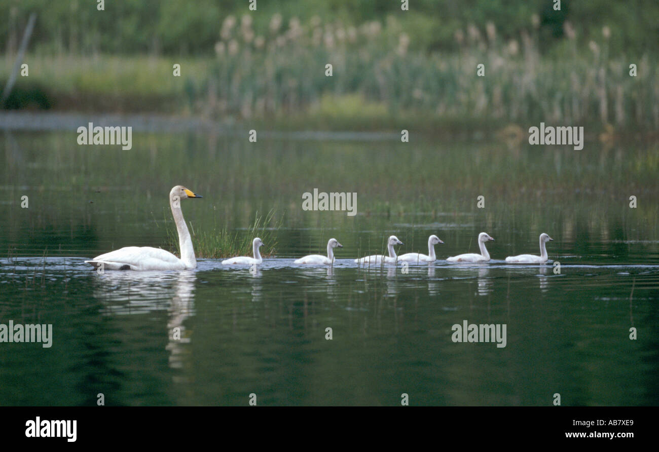 Whooper Swan con cygnets Foto Stock