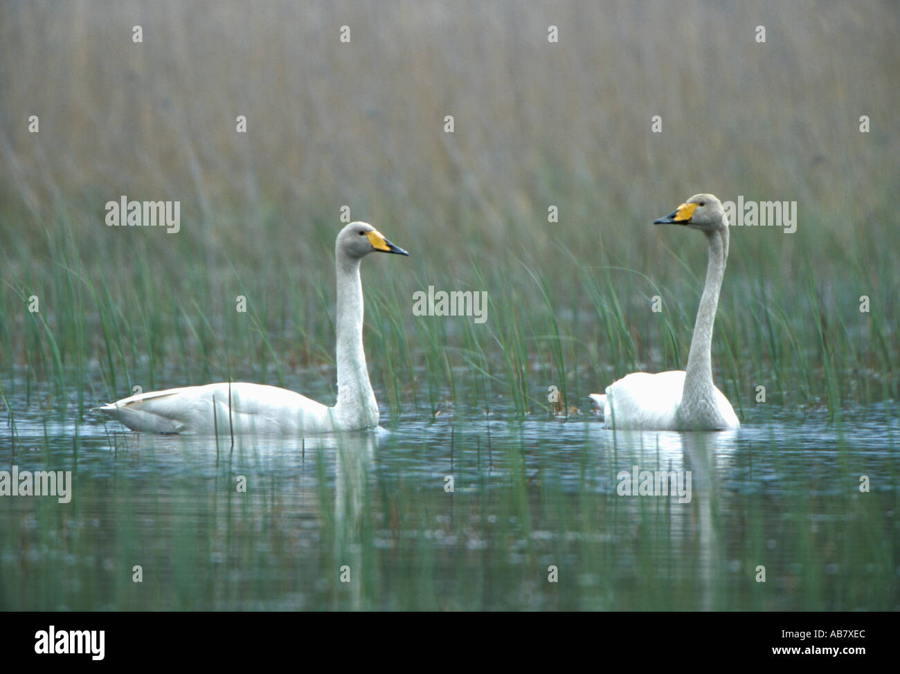 Coppia di cigni Whooper nuoto Foto Stock