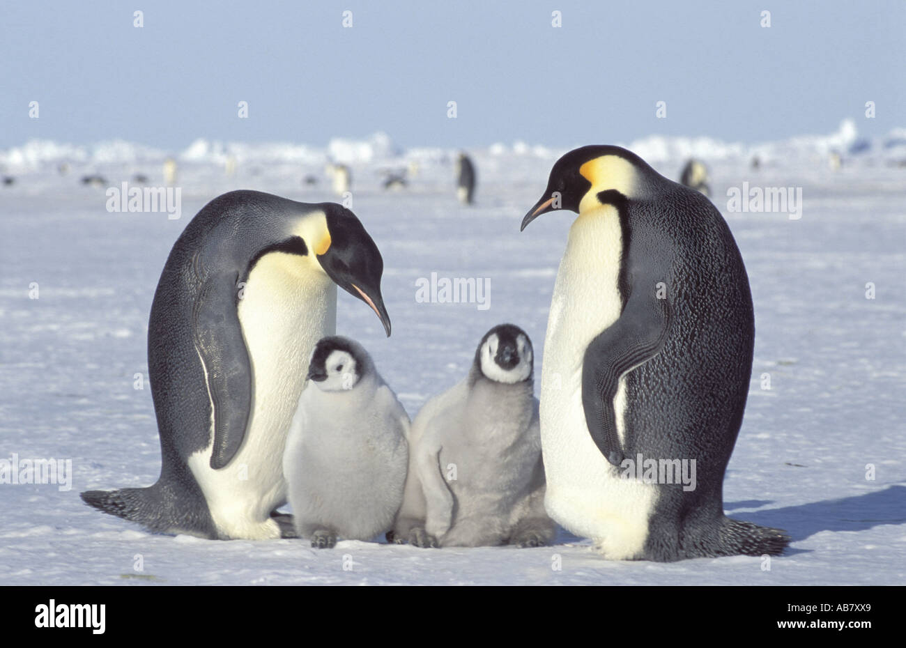 Pinguino imperatore (Aptenodytes forsteri), due pulcini con gli adulti, Antartide, ghiacciaio Dawson-Lambton Foto Stock