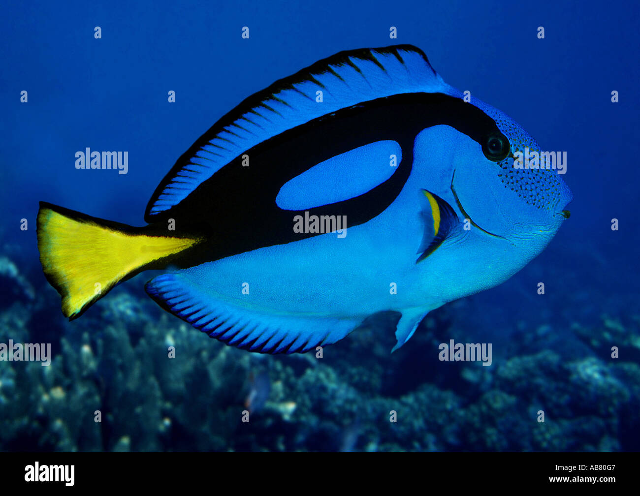 Blue ippona tang, regal tang, chirurgo blu, la tavolozza surgeonfisch (Paracanthurus hepatus) Foto Stock