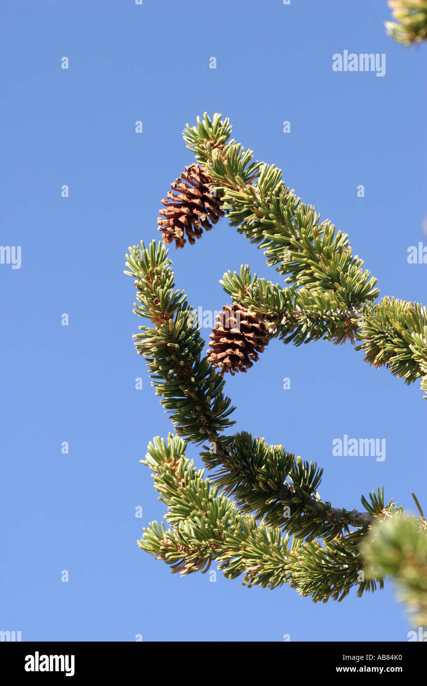 Bristlecone pine (Pinus aristata), i coni femminili, Stati Uniti, California Foto Stock