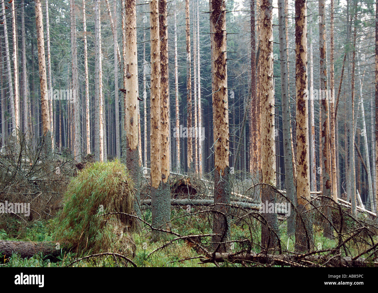 Abete (Picea abies), foresta interessato Foto Stock