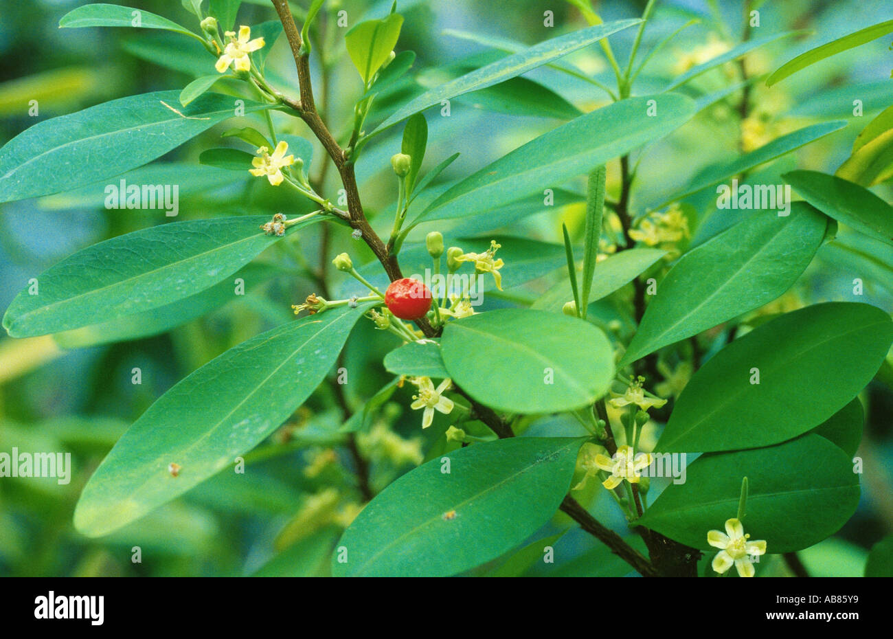 La cocaina, coca boliviana (Erythroxylon coca, Erythroxylum coca), ramoscello con foglie, fiori e frutta Foto Stock