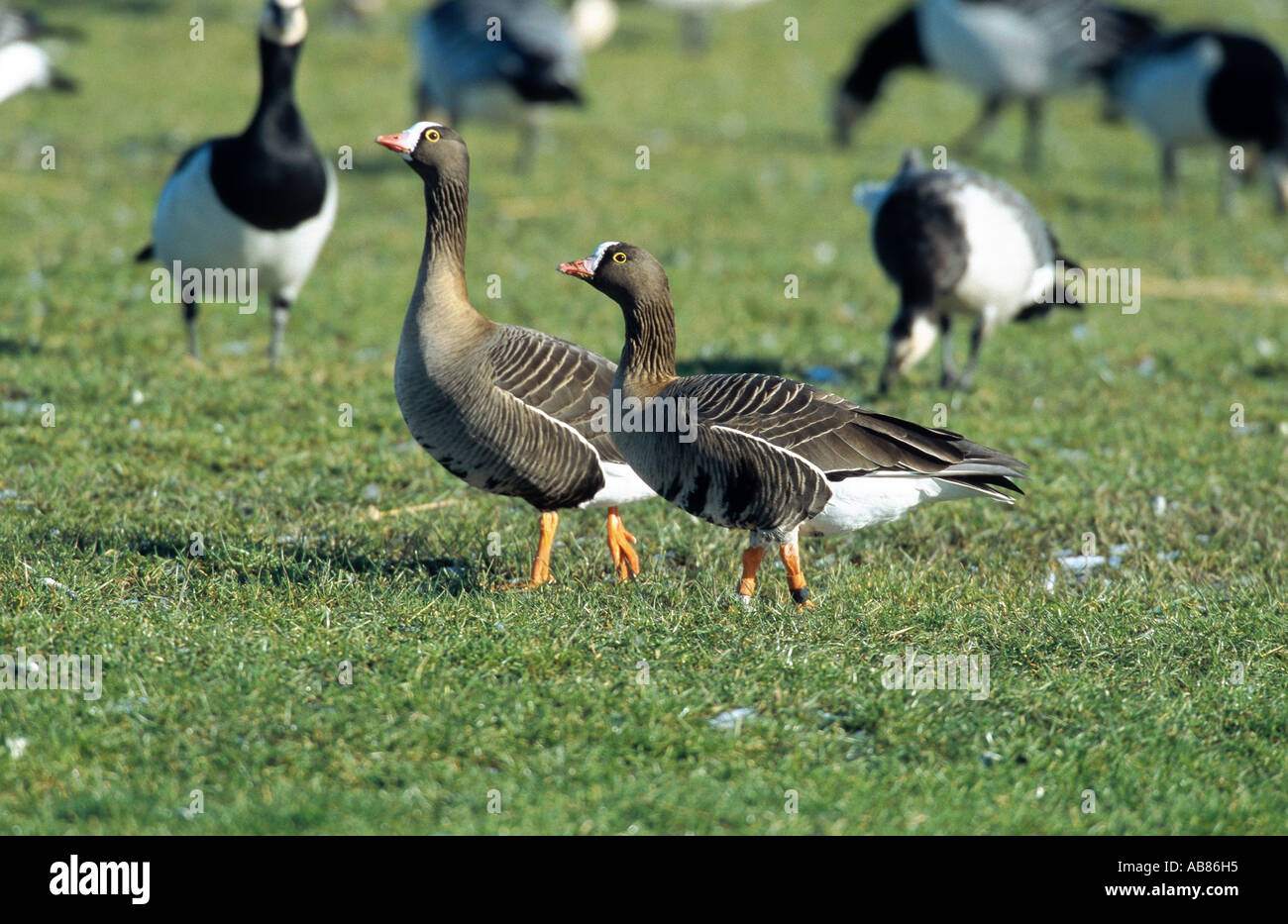 Minor white-fronteggiata goose (Anser erythropus), insieme con barnacle goose, Paesi Bassi, Frisia Foto Stock