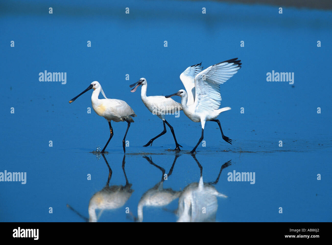 White spatola (Platalea leucorodia), adulti con due juvenil uccelli, Paesi Bassi, Texel Foto Stock