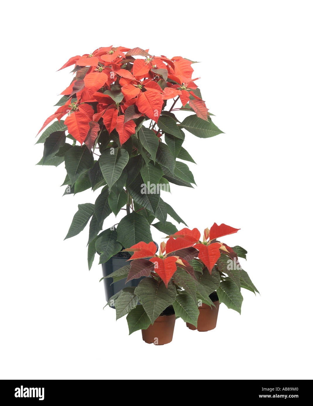 Poinsettia (Euphorbia pulcherrima), in vaso Foto Stock