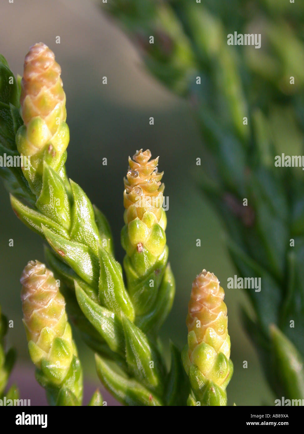 Coni giovani, impollinazione scende Taiwania cryptomerioides Foto Stock