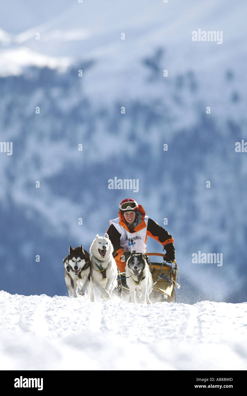 Siberian Husky (Canis lupus f. familiaris), lo sleddog Alpentrail 2004, Svizzera Foto Stock