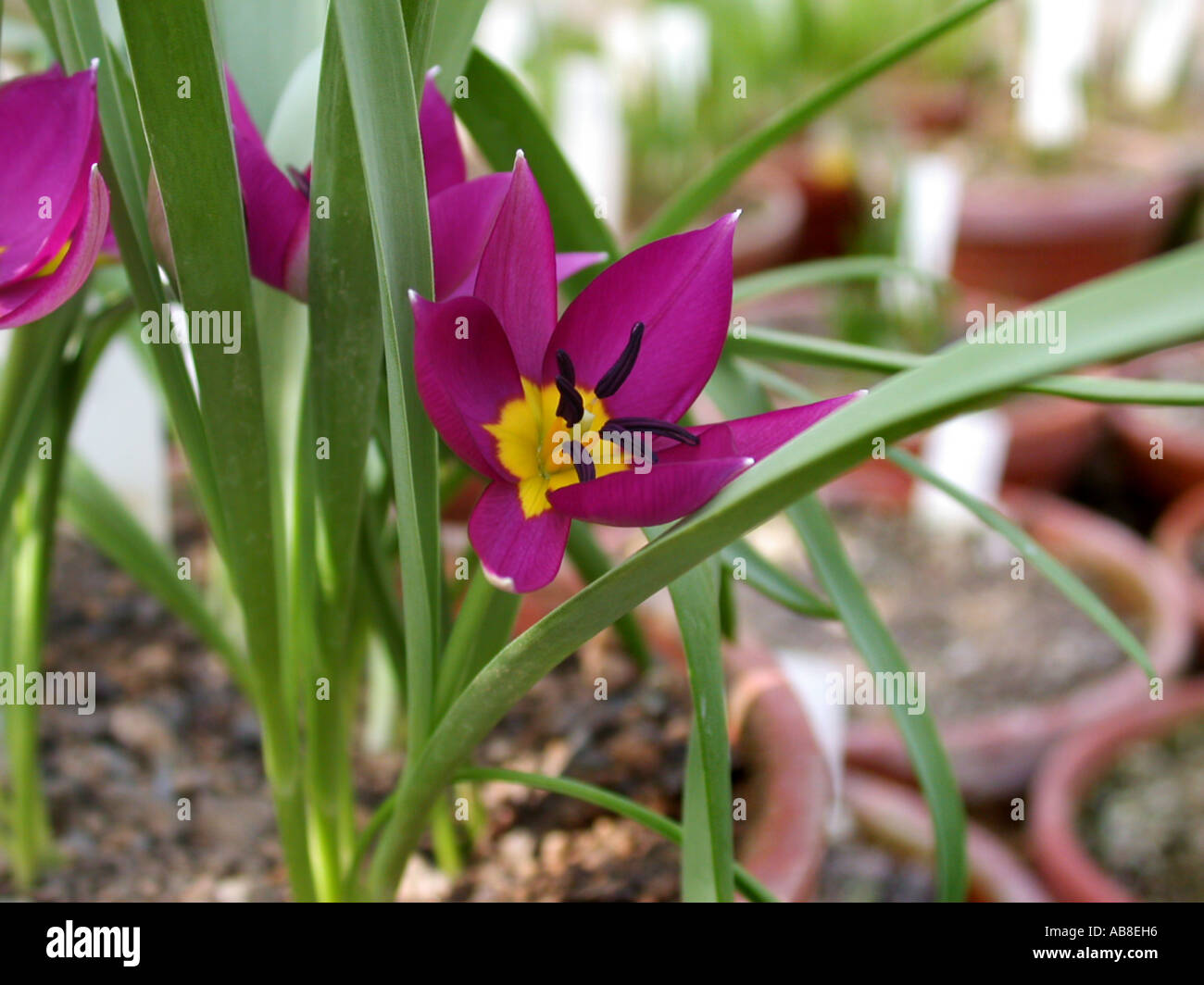 Tulipa pulchella (Tulipa humilis var. pulchella) (Tulipa pulchella (Tulipa humilis var. pulchella)), fiore Foto Stock