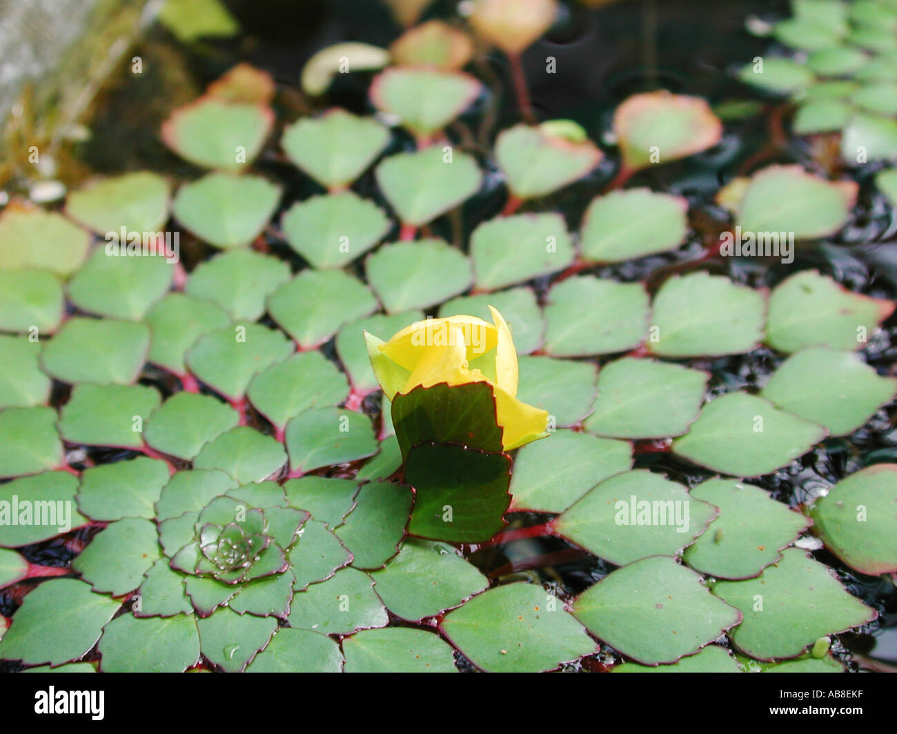 Impianto di mosaico (Ludwigia sedoides), foglie galleggianti rosette con germoglio di fiore Foto Stock