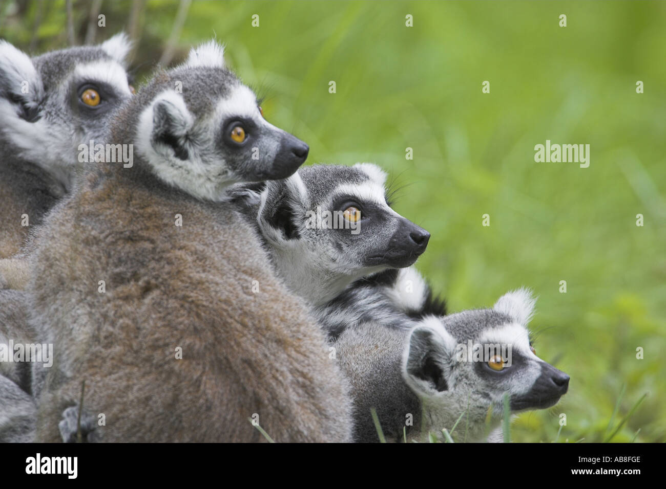 Anello-tailed lemur (Lemur catta), gruppo cercando di vigile a destra, Paesi Bassi Foto Stock