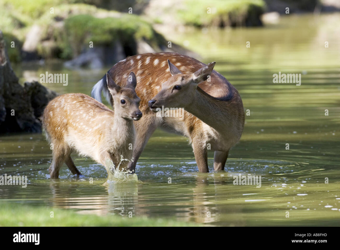 Sika cervo (Cervus nippon), hind di cervi sika con vitello in acqua, Germania, Hesse Foto Stock