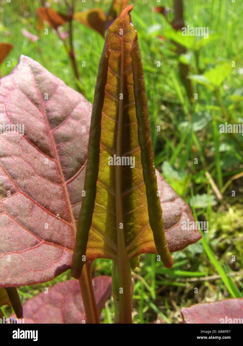 Knotweed giapponese (Fallopia japonica (Reynoutria japonica)), giovane foglia in luce posteriore Foto Stock
