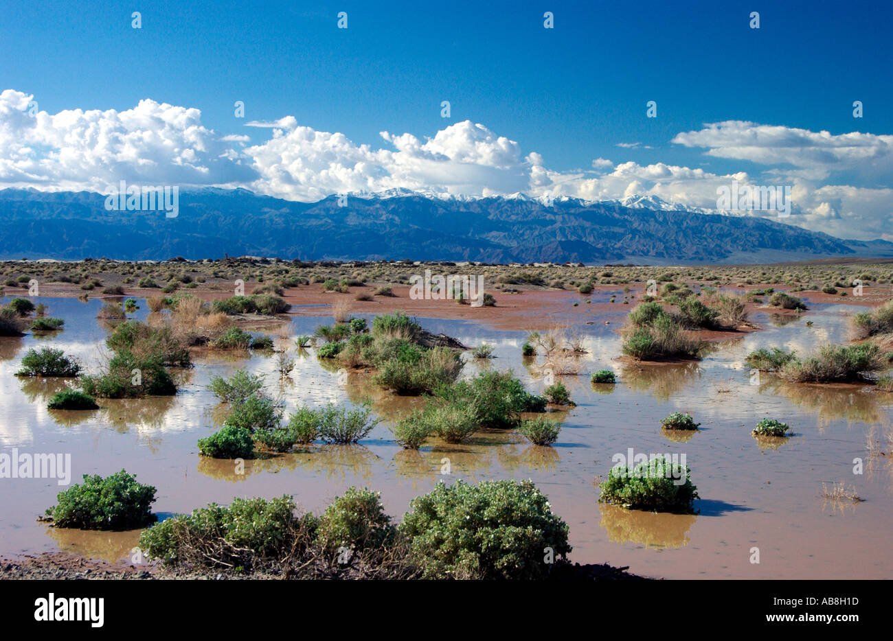 Alluvione lampo nel deserto nel Parco Nazionale della Valle della Morte California USA Foto Stock