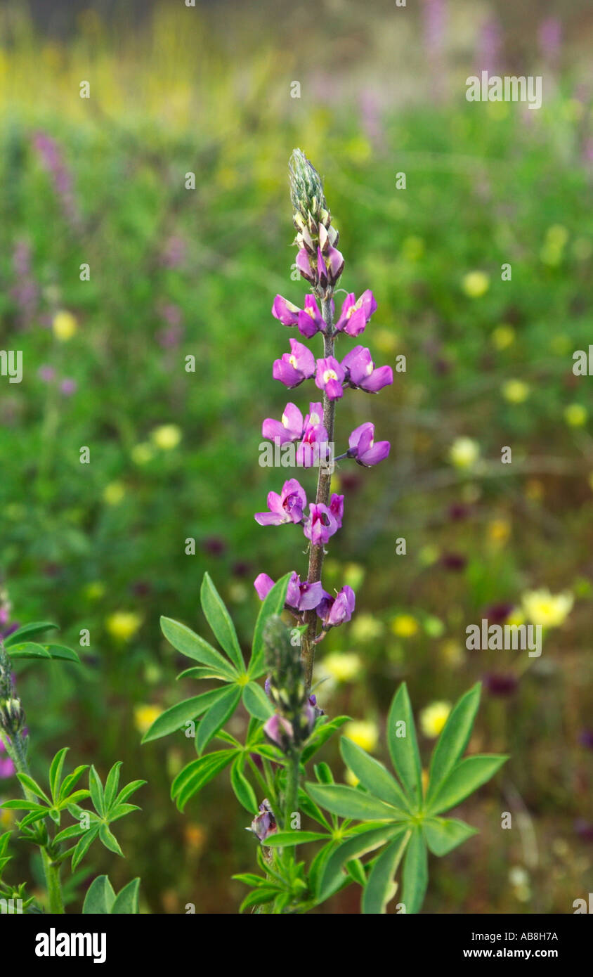 Deserto Lupini Lupinus sparsiflorus a Joshua Tree National Park California USA Foto Stock