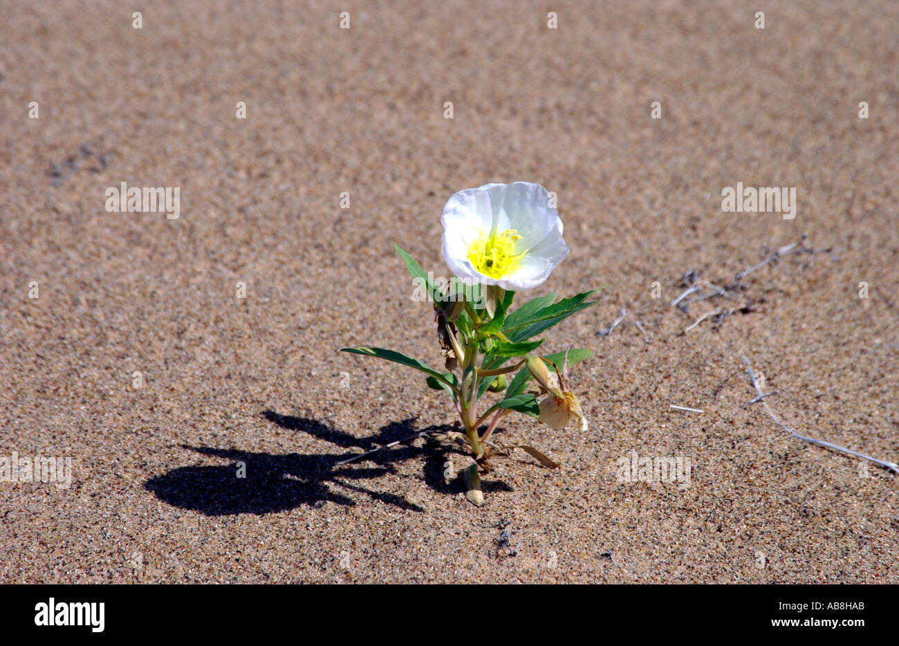 Lone dune primrose nell'Imperial dune di sabbia California USA Foto Stock