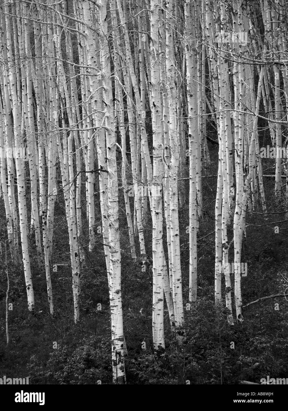 Aspen Grove in Colorado occidentale Foto Stock