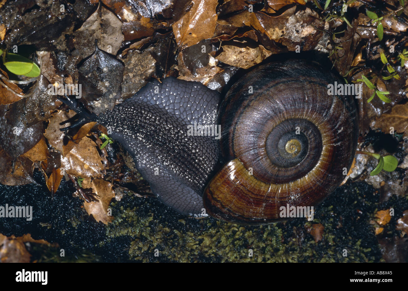 Carnivoro lumaca di terra (Powelliphanta spec.), striscianti, Nuova Zelanda, Isola Meridionale, 01 gen. Foto Stock