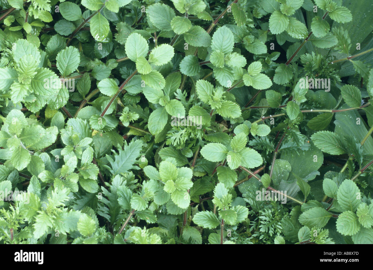 Acqua (Glicine Hygrophila difformis), foglie. Foto Stock