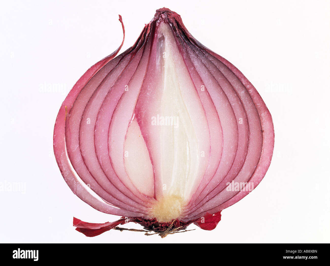 Sezione trasversale fetta di una cipolla rossa su uno sfondo bianco Foto Stock
