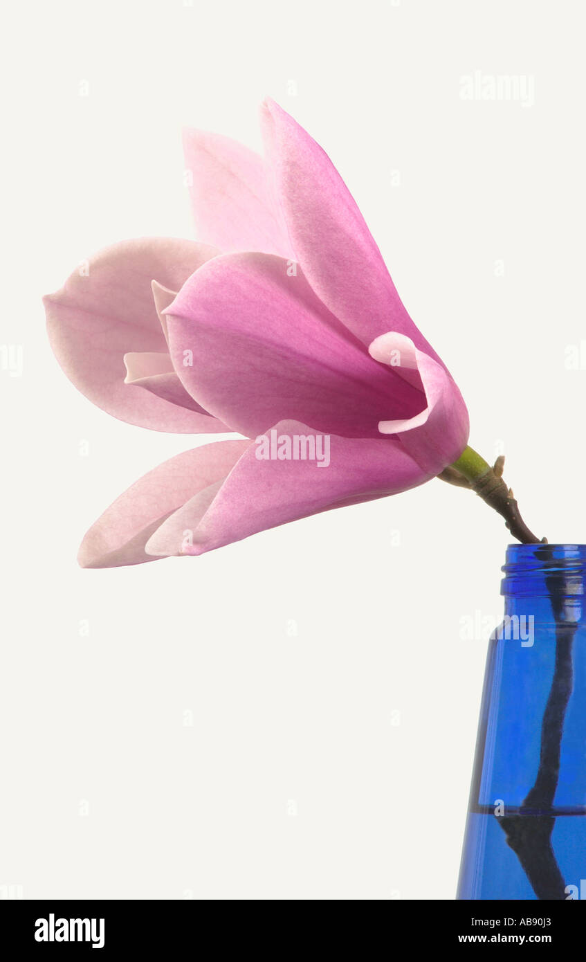 Magnolia 'celestiale profumo' blossom in bottiglia blu contro uno sfondo bianco. Foto Stock