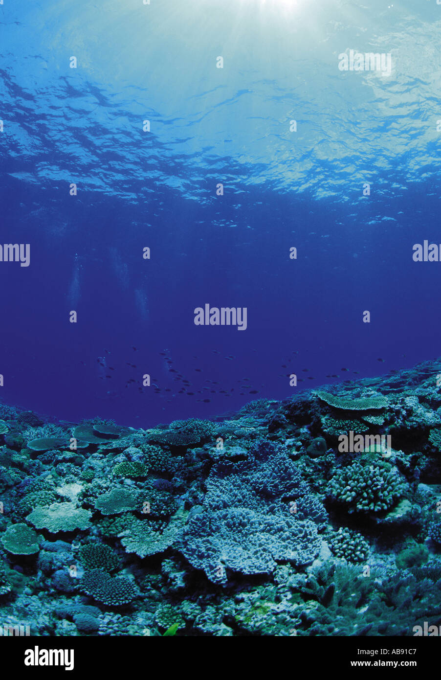 Fondale marino immagini e fotografie stock ad alta risoluzione - Alamy