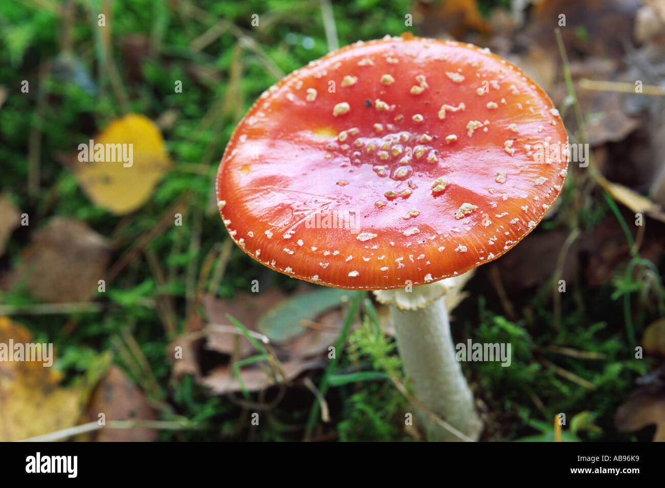 Rosso Toadstool chiazzata sul suolo della foresta Foto Stock