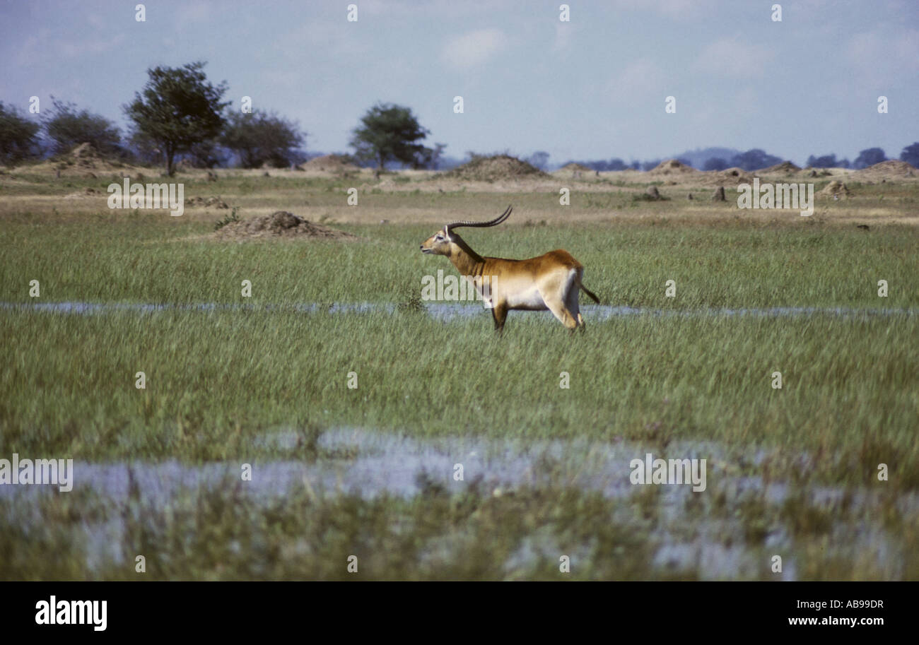 Kobus leche Kafue Foto Stock