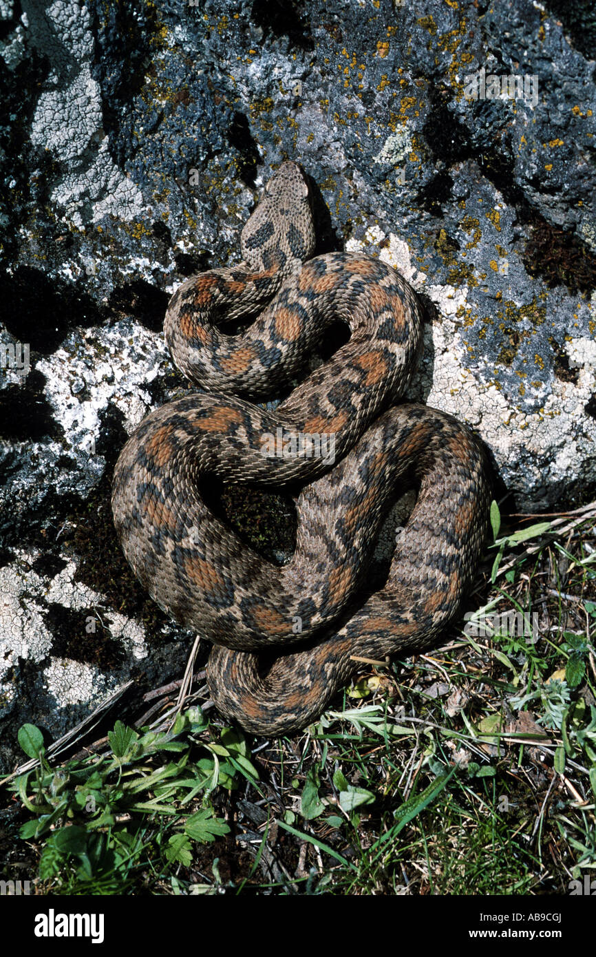 Montagna Ocellated viper, Wagner di vipera (Vipera wagneri, Montivipera wagneri), vista dall'alto, Turchia, Karsha Foto Stock