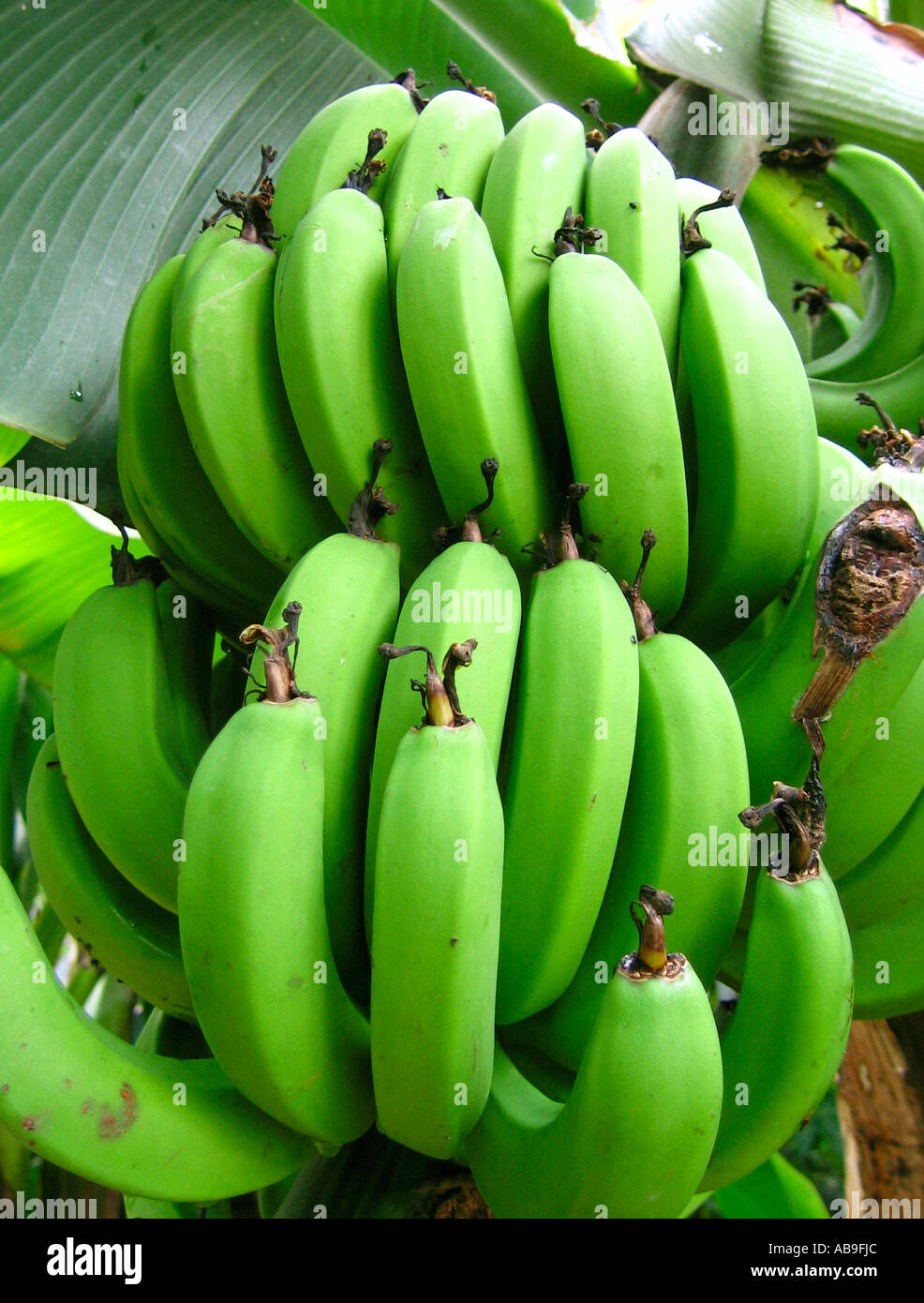 Banane acerbe appeso sul palmare Palm Foto Stock
