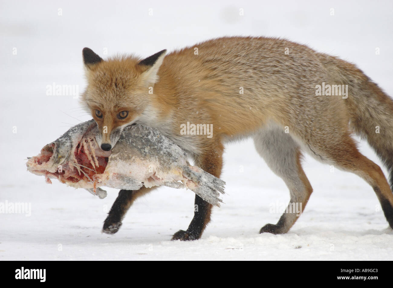 Red Fox (Vulpes vulpes vulpes), con carpe nella sua bocca, la Germania, la Riserva della Biosfera Schorfheide-Chorin, Joachimsthal, Feb 2005. Foto Stock