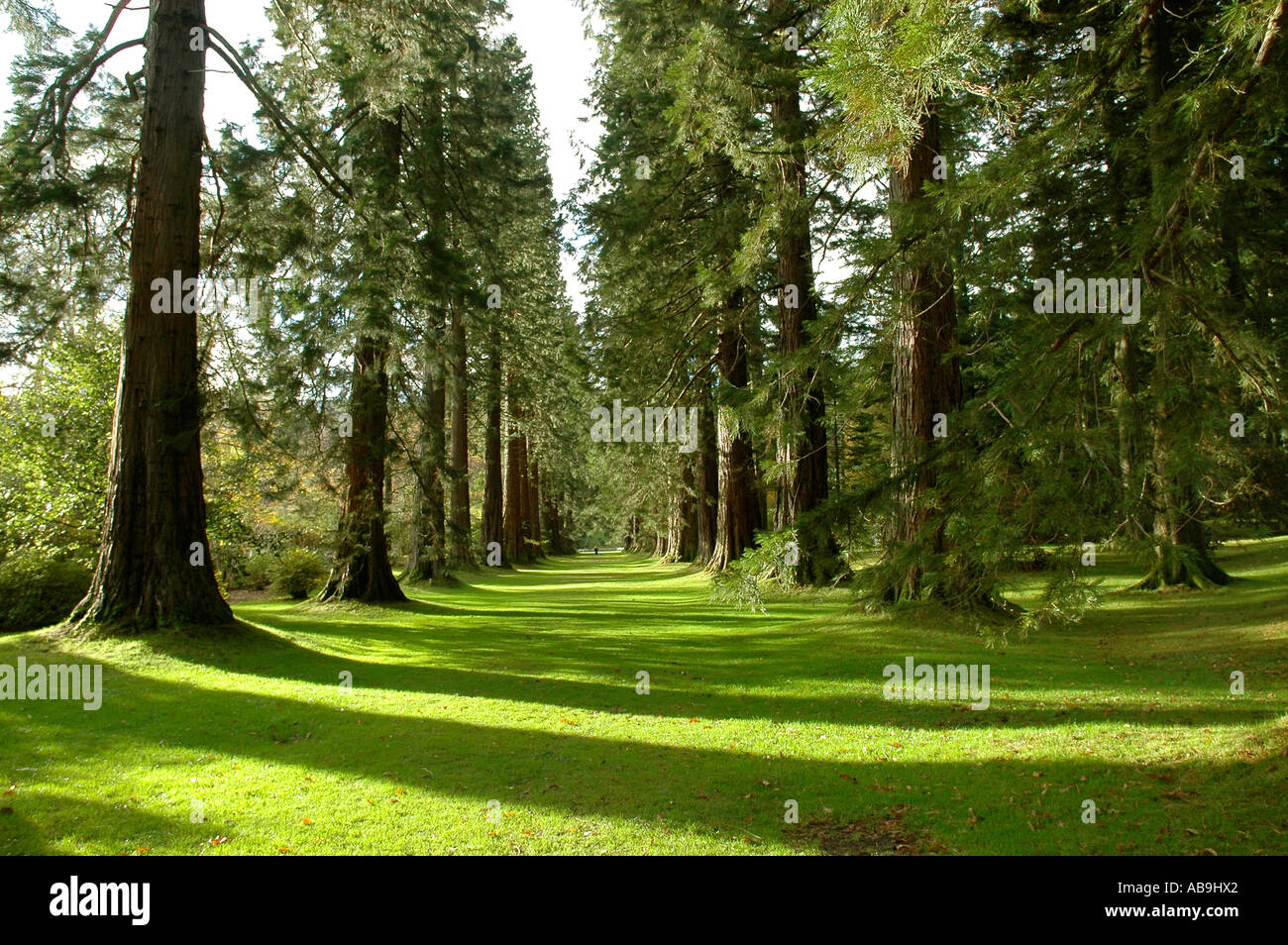 Ben più Giardini Argyll Royal Horticultural Society di abete Douglas Foto Stock