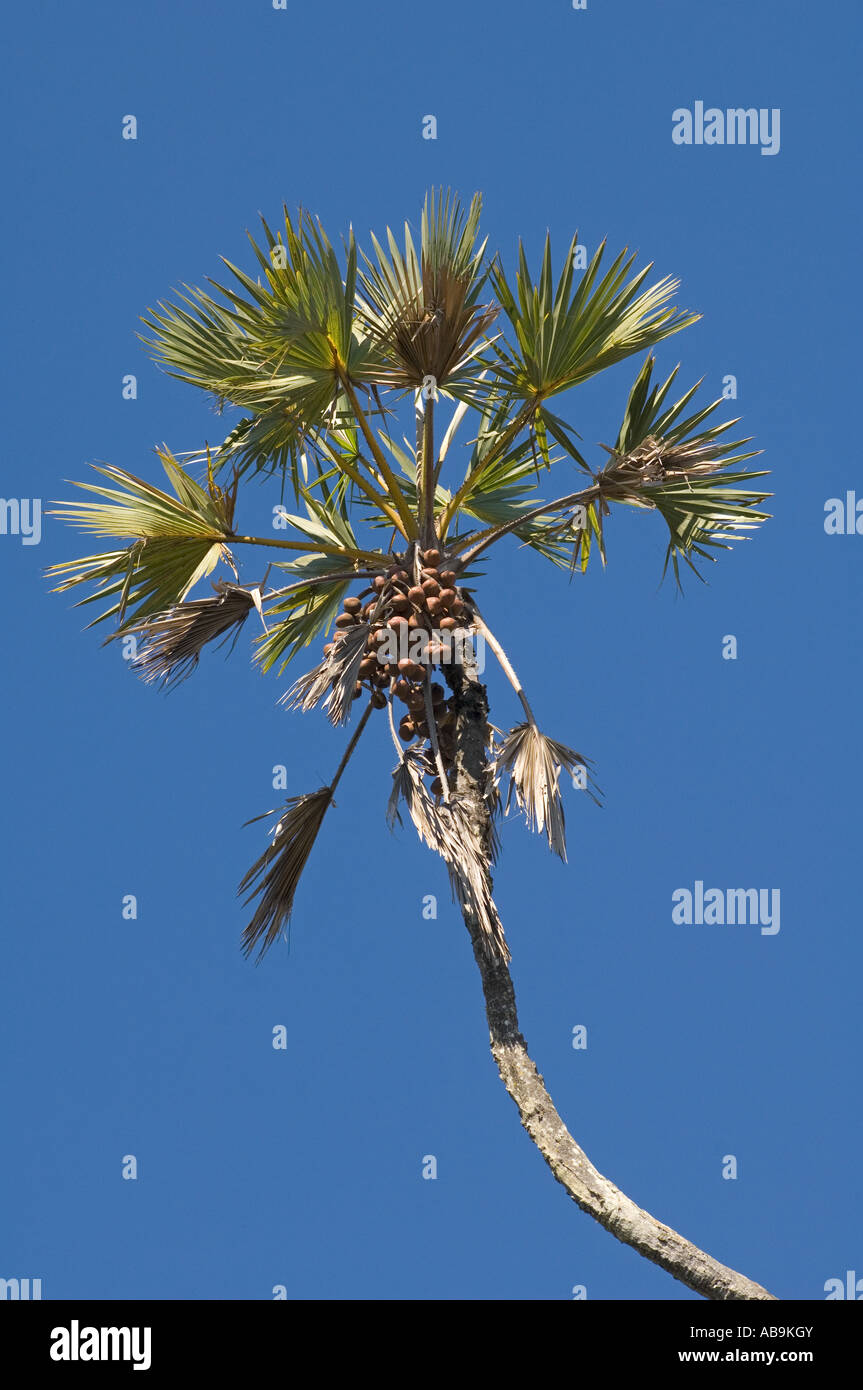 Doum palm Hyphaene thebaica - singolo stelo con frutti Foto Stock
