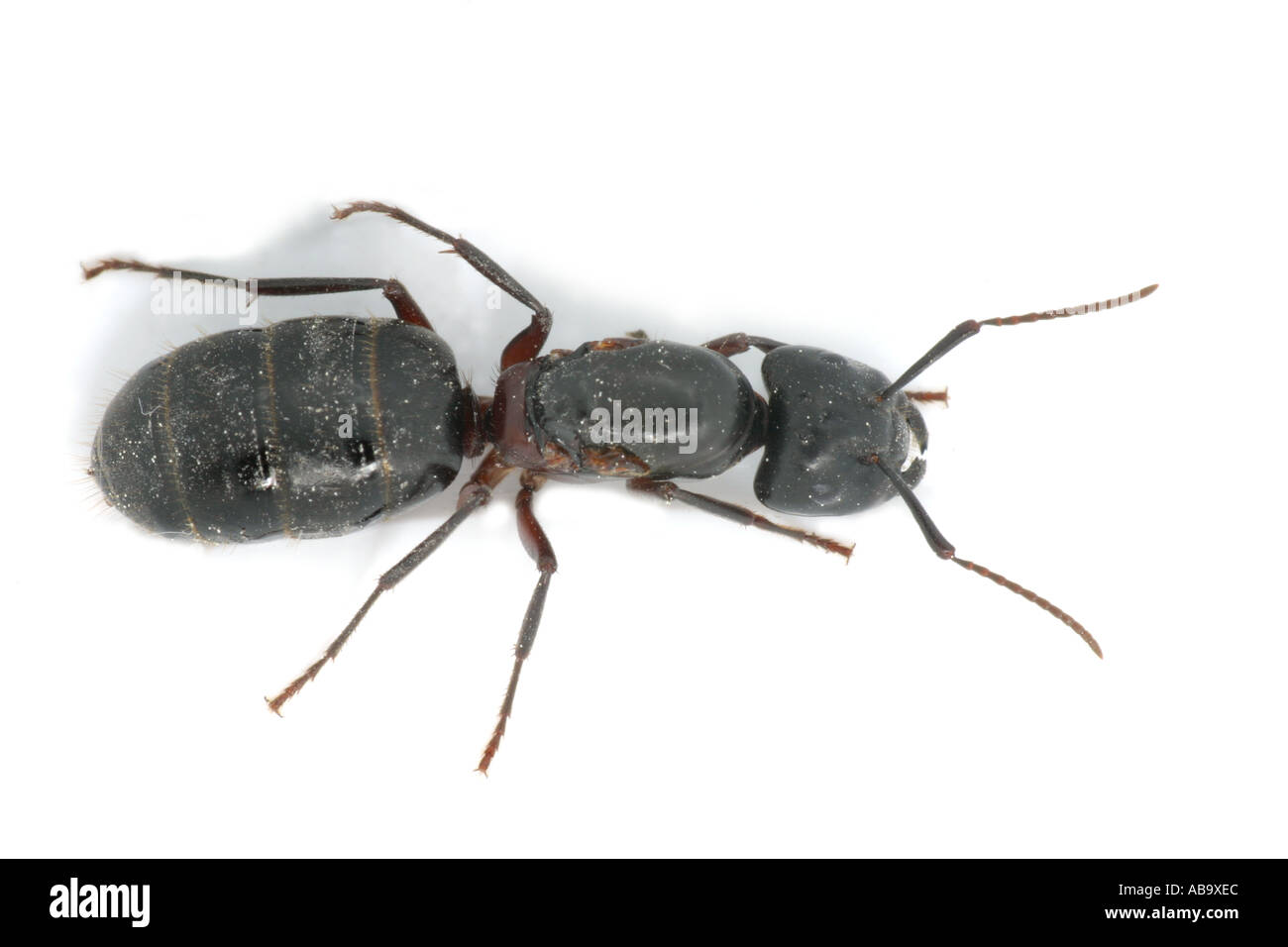 Close up di carpenter ant, Camponotus herculeanus Foto Stock