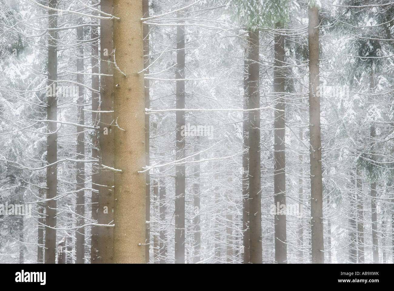 Foresta di inverno Foto Stock