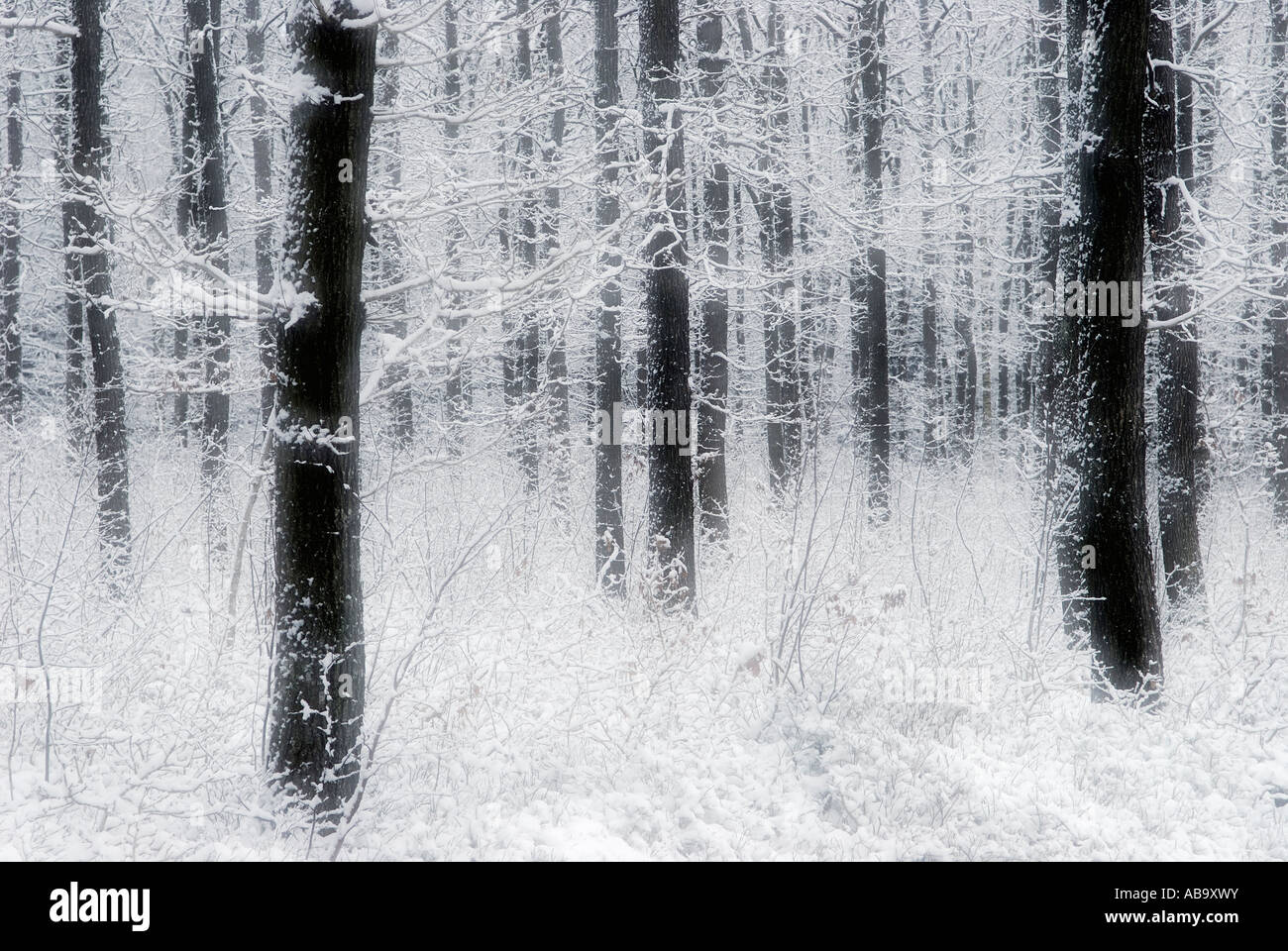Inverno impressionista della foresta Foto Stock
