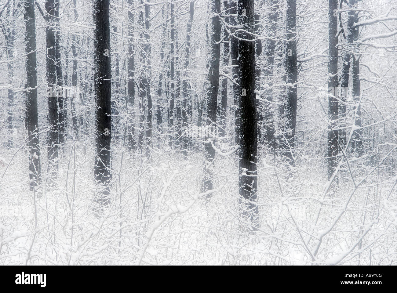 Inverno impressionista della foresta Foto Stock