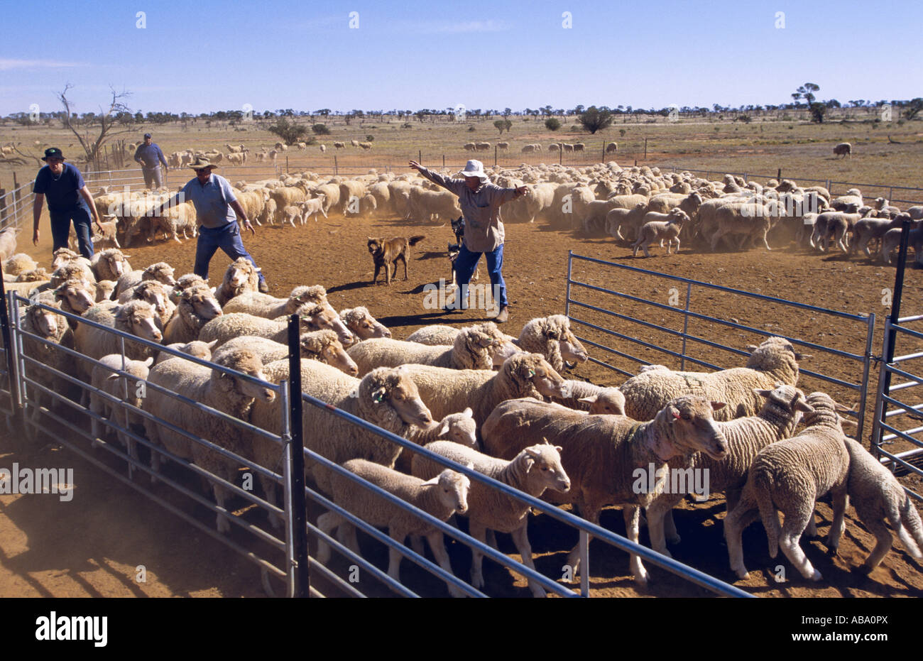 Yarding pecore vicino a Broken Hill, Nuovo Galles del Sud, Australia, orizzontale Foto Stock