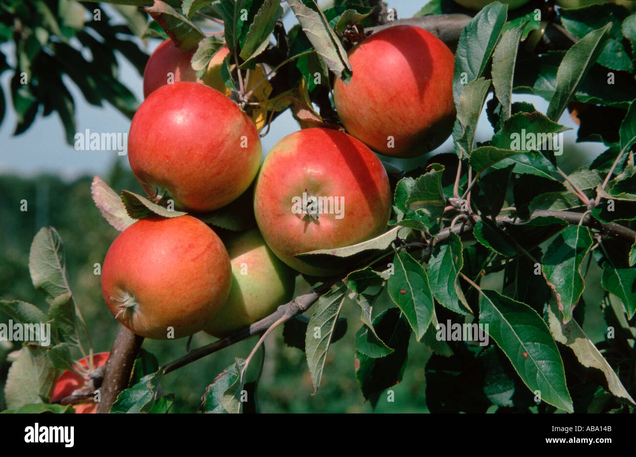 Mele Cox Orange su albero Bassa Sassonia Germania Malus x domestica Foto Stock