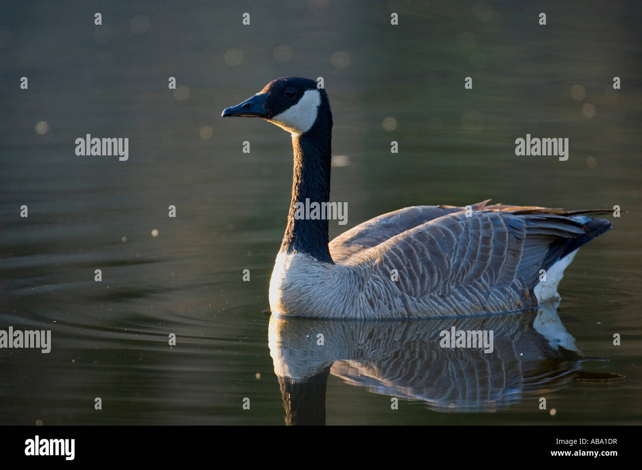 Una immagine di un adulto Canada Goose nuoto su un laghetto. Foto Stock