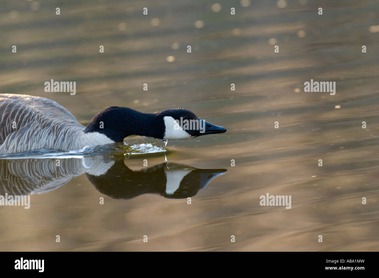 Un adulto Canada Goose nuoto con la sua testa in basso Foto Stock