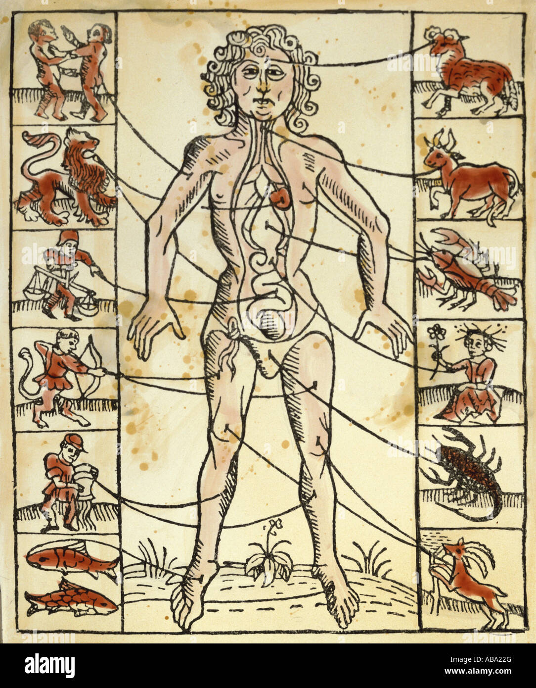 Medicina, trattamento, salasso, venezione e zodiaco, taglio di legno colorato, « artyrologicum der Heiligen », Strassburg, 1484, collezione privata, Foto Stock
