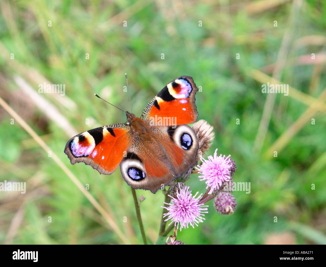 Aglais io, Europeo Peacock, butterfly Foto Stock