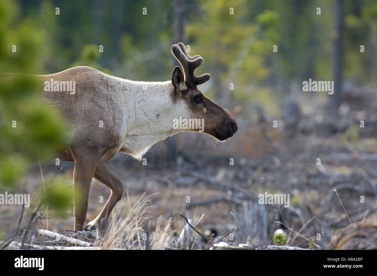 Una chiusura di un terreno boscoso dei caribù Foto Stock