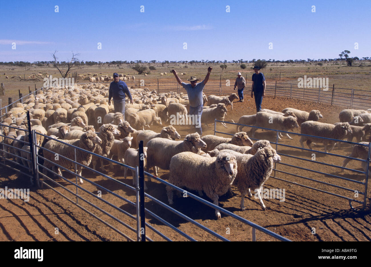 Yarding pecore vicino a Broken Hill, Nuovo Galles del Sud, Australia, orizzontale Foto Stock