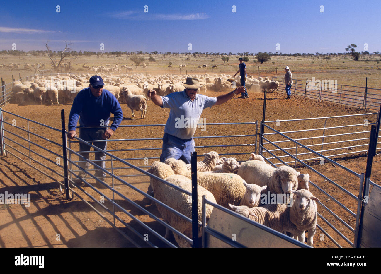 Yarding pecore vicino a Broken Hill, Nuovo Galles del Sud, Australia, orizzontale Foto Stock